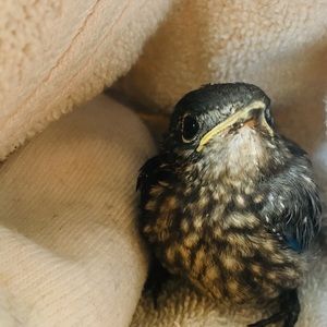 Meet your Posher, Lilly